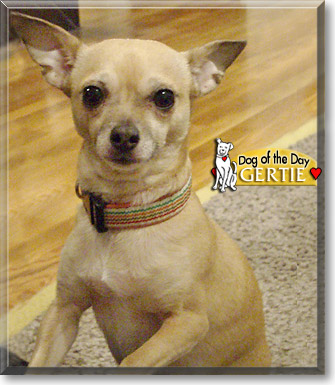 Gertie, the Dog of the Day