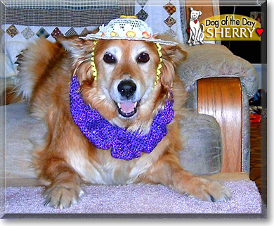 Sherry, the Dog of the Day