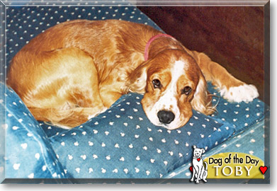 Toby, the Dog of the Day