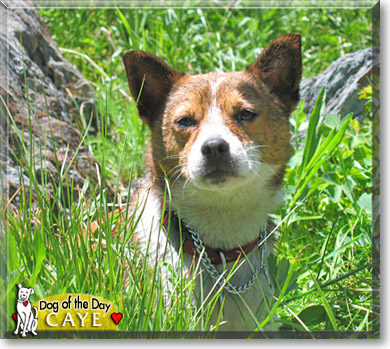 Caye, the Dog of the Day