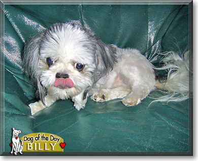 Billy, the Dog of the Day
