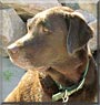 Scout