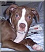 Roxie