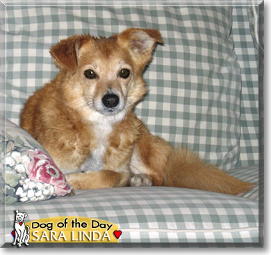 Sara Linda, the Dog of the Day