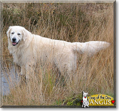 Angus, the Dog of the Day