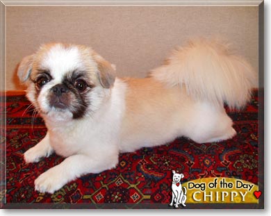 Chippy, the Dog of the Day