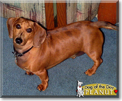 Peanut, the Dog of the Day