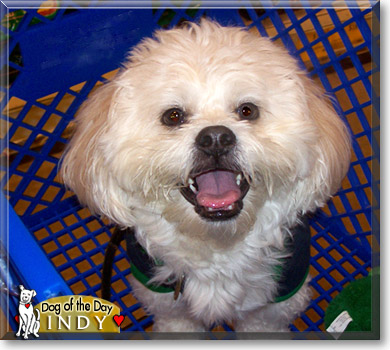 Indy, the Dog of the Day