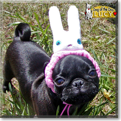 Lucy, the Dog of the Day