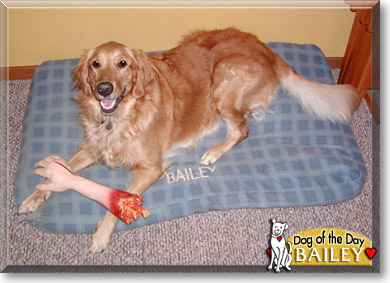 Bailey, the Dog of the Day