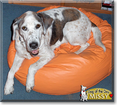 Missy, the Dog of the Day
