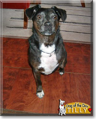Tilly, the Dog of the Day