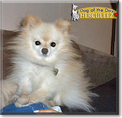 Herculeez, the Dog of the Day