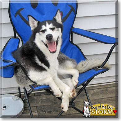 Storm, the Dog of the Day