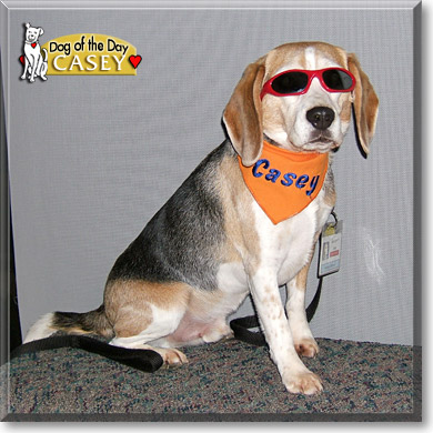 Casey, the Dog of the Day