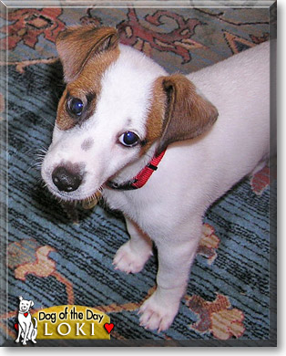 Loki, the Dog of the Day