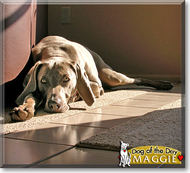 Maggie, the Dog of the Day