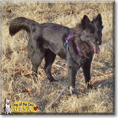 Ursa, the Dog of the Day
