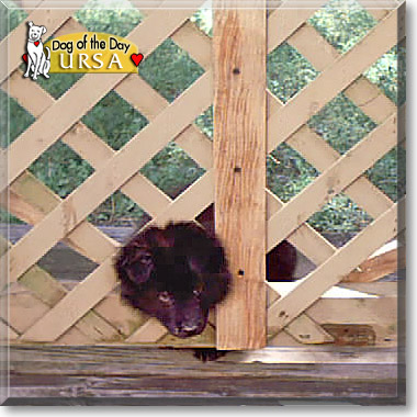 Ursa, the Dog of the Day