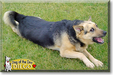 Diego, the Dog of the Day