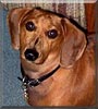 Peanut