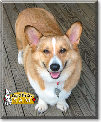Sam, the Dog of the Day Sam, the Dog of the Day