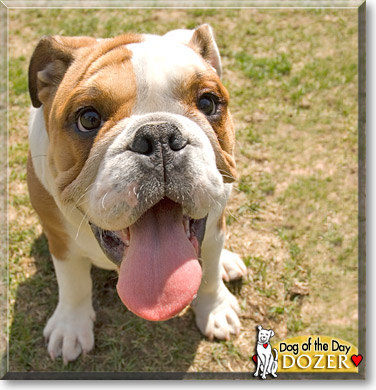 Dozer, the Dog of the Day Dozer, the Dog of the Day