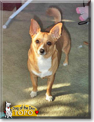 Topo, the Dog of the Day Topo, the Dog of the Day