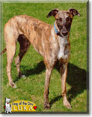 Luka, the Dog of the Day Luka, the Dog of the Day