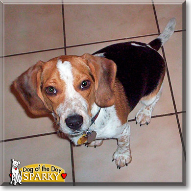 Sparky, the Dog of the Day Sparky, the Dog of the Day