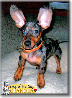 Granola, the Dog of the Day