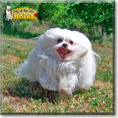 Happy, the Dog of the Day Happy, the Dog of the Day