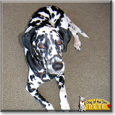 Pete, the Dog of the Day