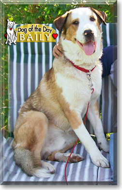 Baily, the Dog of the Day