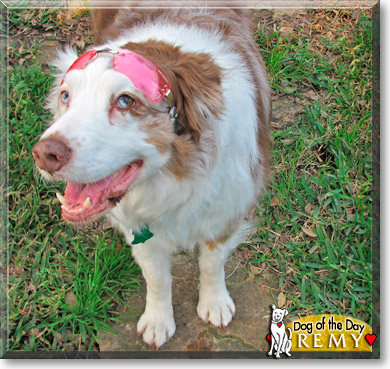 Remy, the Dog of the Day Remy, the Dog of the Day