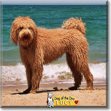 Lucy, the Dog of the Day