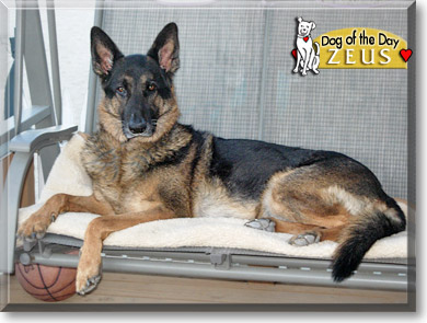 Zeus, the Dog of the Day