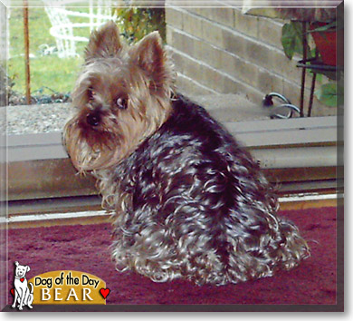 Bear, the Dog of the Day