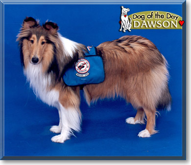 Dawson, the Dog of the Day