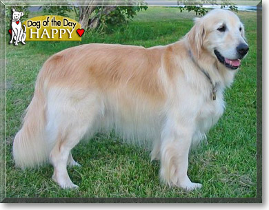 Happy, the Dog of the Day