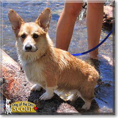 Scout, the Dog of the Day