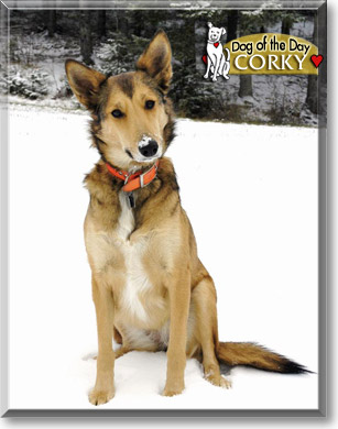 Corky, the Dog of the Day Corky, the Dog of the Day