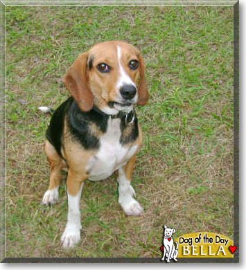 Bella, the Dog of the Day