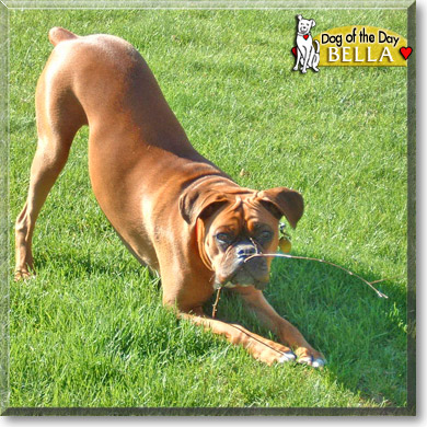 Bella, the Dog of the Day
