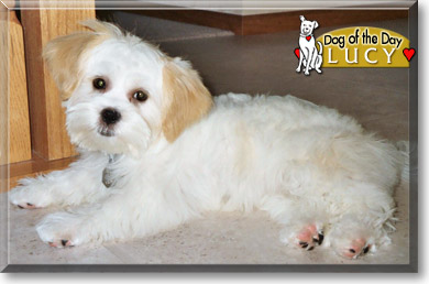 Lucy, the Dog of the Day Lucy, the Dog of the Day