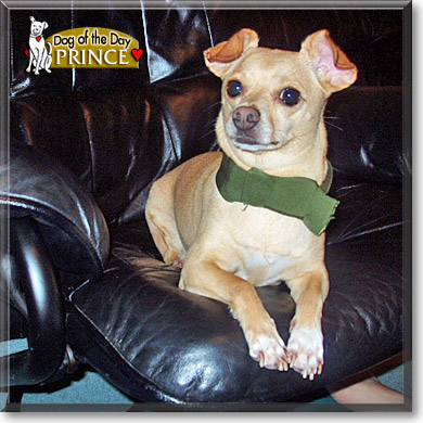 Prince, the Dog of the Day Prince, the Dog of the Day