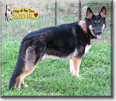 Sophie, the Dog of the Day Sophie, the Dog of the Day