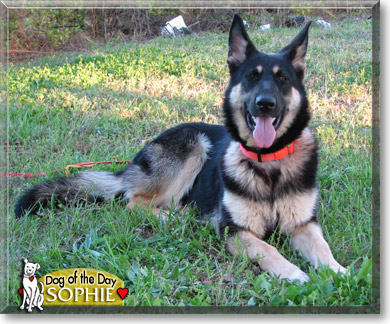 Sophie, the Dog of the Day Sophie, the Dog of the Day