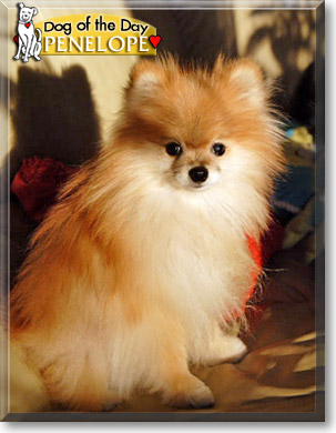 Penelope, the Dog of the Day