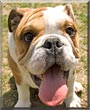 Dozer
